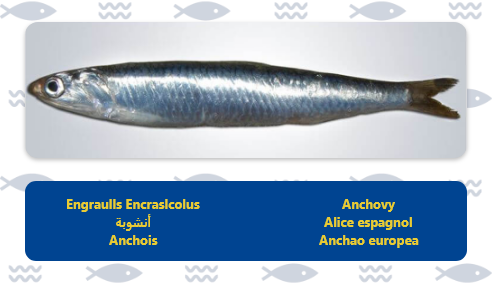 anchois