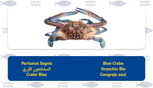 crabe bleu