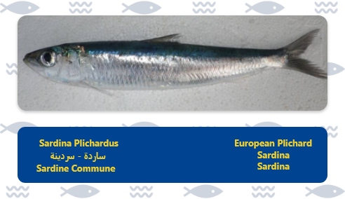 sardine